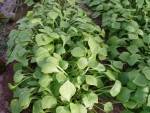 Herbes aromatiques-Pourpier bio - botte-RONAN LE GALL
