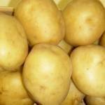 Vapeur, salades-Pommes de terre nouvelle - charlotte kg-GAEC BOCEL NON BIO