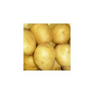 Vapeur, salades-Pommes de terre nouvelle - charlotte kg-GAEC BOCEL NON BIO Vapeur, salades-Pommes de terre nouvelle - charlotte kg-GAEC BOCEL NON BIO