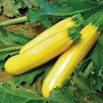 Asperges, courgettes, aubergines-courgette bio couleur - kg-LEGUMES DE VALBO