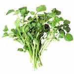 Salades et aromates-cresson- botte-RONAN LE GALL