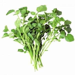 Salades, herbes aromatiques-cresson- botte-RONAN LE GALL Salades, herbes aromatiques-cresson- botte-RONAN LE GALL