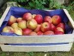 Les fruits d'ici-Pomme bio - Elstar Kg-VERGER MITAN CRANNE