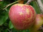 Pommes, poires et kiwis-Pomme Biologique - Reinette Armorique Kg-BIO RENNES