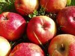Les fruits d'ici Pomme bio - Ariane au kg VERGER MITAN CRANNE
