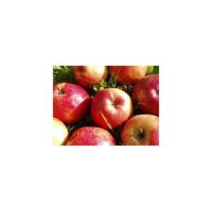 Produits Bio-Pomme bio - Ariane au kg-VERGER MITAN CRANNE Produits Bio-Pomme bio - Ariane au kg-VERGER MITAN CRANNE