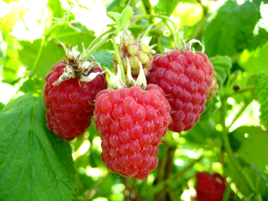 amap rennes | Cueillette fruits | Les amis de la ferme