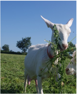 Chèvreie bio la chèvrerie Bécot aux portes de Rennes